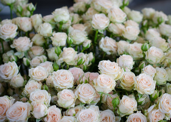 Beautiful fresh blossoming flowers texture at the florist shop in ombre color from magenta pink to pastel pink