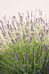 Background of violet lavender