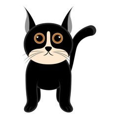 Isolated cute cat