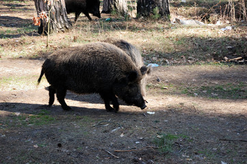 Wild pigs are walking through the forest.
