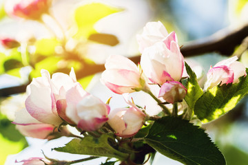 Obraz premium Spring apple tree blossom background. Beautiful flowering springtime border with copy space. Abstract blurred nature background. Spring flowers macro. Blooming tree on sunny day.