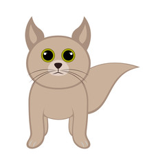 Isolated cute cat