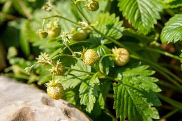 Wild strawberries (Fragaria vesca), fruiting plant in a garden