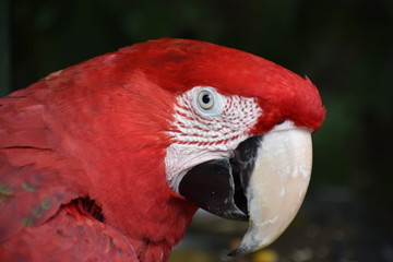 Closeup of a colorful beautiful red Green Winged Macaw in South Africa