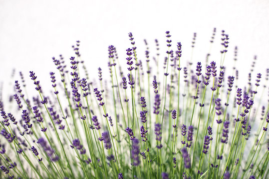 Background of violet lavender