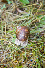 Snail sealed in its shell 