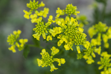 желтый цветок, рапс 