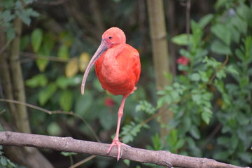 Closeup of a colorful red Scarlet Ibis in South Africa