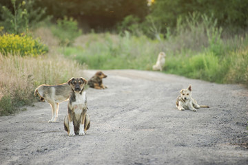 Naklejka premium stray dogs on the road
