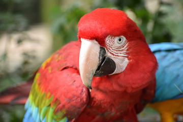 Closeup of a colorful beautiful red Green Winged Macaw in South Africa