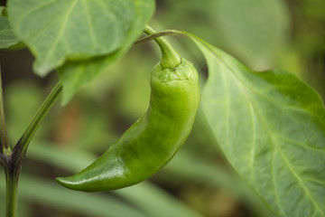 Green pepper on its branch
