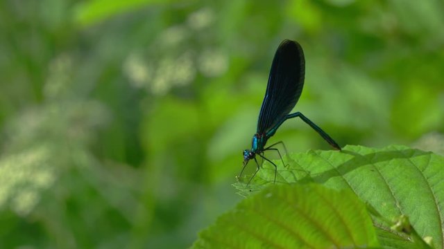 Dragonfly on branch, Banded Demoiselle, male, blue, (Calopteryx splendens) - (4K)