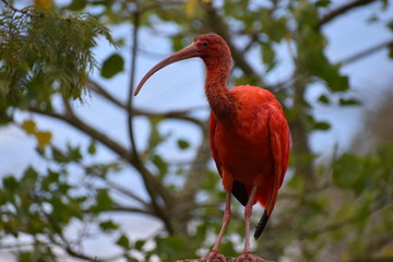 Closeup of a colorful red Scarlet Ibis in South Africa