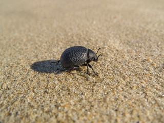 black beetle on sand