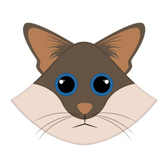 Isolated cute cat avatar
