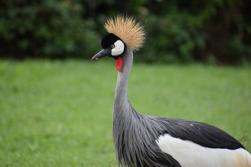 Closeup of a big colorful African Crowned Crane in South Africa