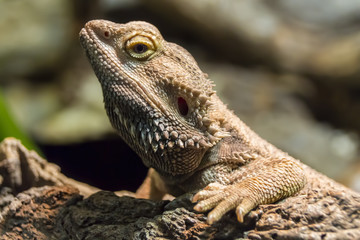 Bartagame auf Baumstamm Nahaufnahme einzeln