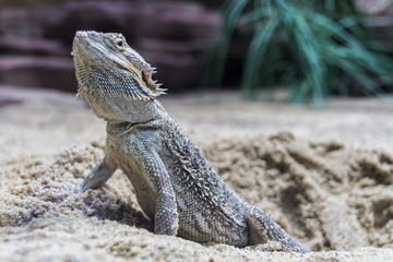 Bartagame im Sand einzeln