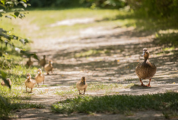 Mother Duck And Ducklings