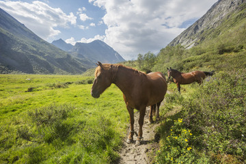 Fototapeta premium Harnessed horses in the Altai mountains.