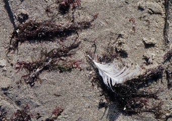 Vogelfeder im Sand