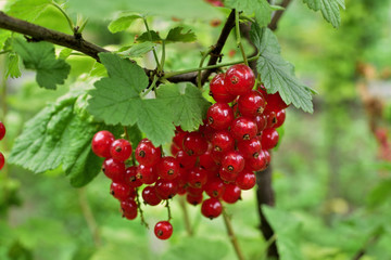 Closeup of ripe redcurrant on the branch. selective focus.