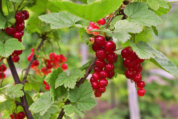 Closeup of ripe redcurrant on the branch. selective focus.