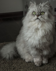 чистый взгляд 