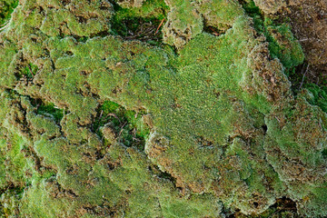 Green moss growing on old brick wall, Evergreen green moss in nature