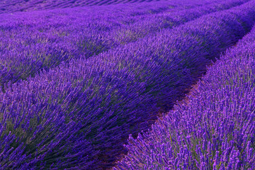 Naklejka na ściany i meble Violet lavender bushes.Beautiful colors purple lavender fields near Valensole, Provence