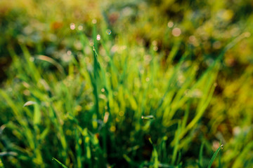 Fresh morning dew on spring grass, natural background - close up