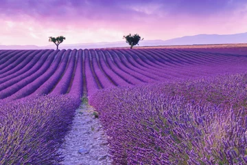 Fotobehang Lavendel Violette lavendelstruiken. Prachtige kleuren paarse lavendelvelden bij Valensole, Provence