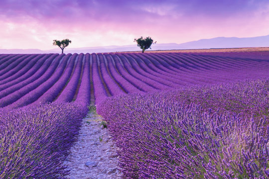 Violet lavender bushes.Beautiful colors purple lavender fields near Valensole, Provence © rolandbarat