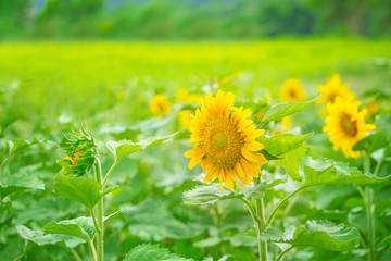 Sunflower in the field