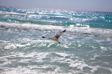 A seagull flying above the surf on a sunny day at the beach.