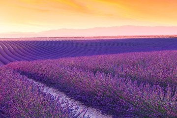 Naklejka na ściany i meble Violet lavender bushes.Beautiful colors purple lavender fields near Valensole, Provence