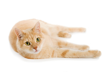 Cremefarbener Kater isoliert auf wei&szlig;em Grund