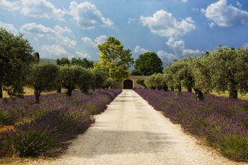provence