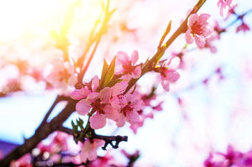 Blooming cherry tree branches against