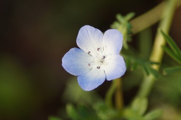 Strahlende bl&uuml;te