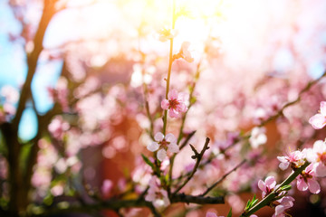 Blooming cherry tree branches against