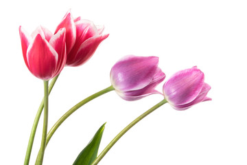 Lilac and pink spring flowers. Tulips isolated on white background