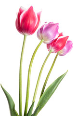 Fototapeta premium Lilac and pink spring flowers. Tulips isolated on white background