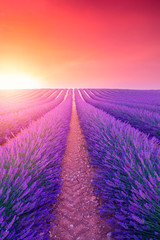 Plakat Violet lavender bushes.Beautiful colors purple lavender fields near Valensole, Provence