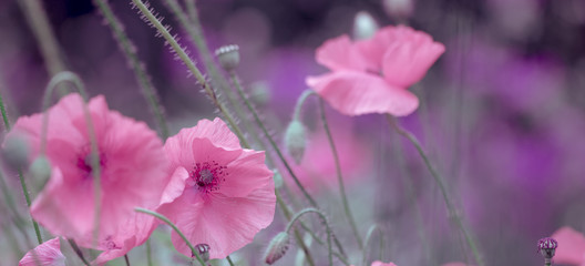 Blumen - Mohn (Papaver)