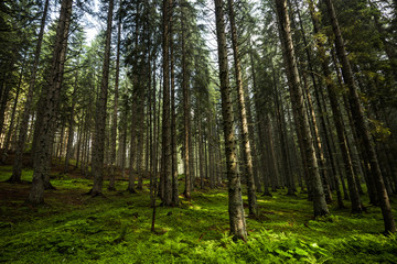 Magical Apline forest in Julian Alps, Slovenia