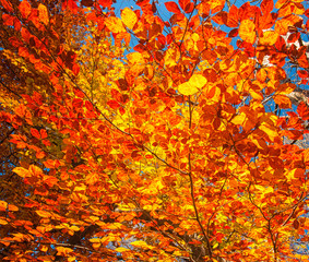 Colorful leaves in the forest