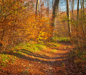 Nice autumnal scene in the forest