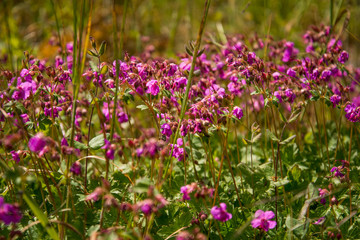 Field of pink wildflowers