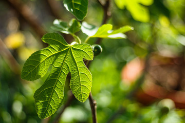 Fototapeta na wymiar Green raw figs on the branch of a fig tree